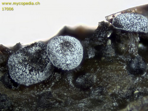 Didymium melanospermum - 
