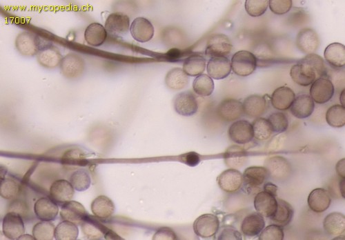Didymium melanospermum - 
