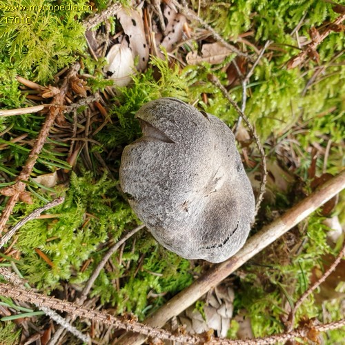 Tricholoma atrosquamentosum - 
