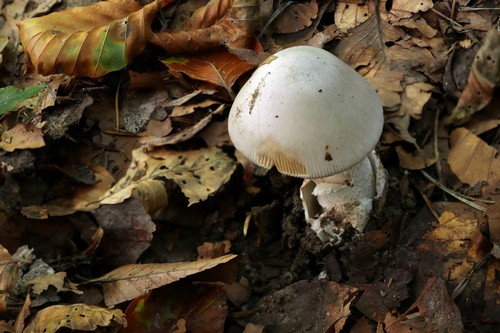 Amanita vaginata var. alba - 