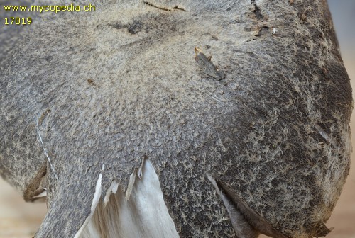 Tricholoma atrosquamentosum - 