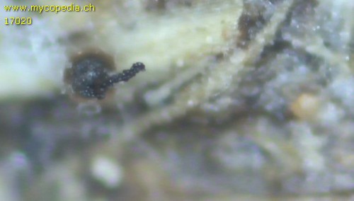 Microthecium fimicola - 