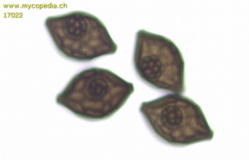Microthecium fimicola - Spore/n - Wasser  - 