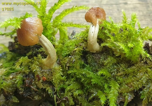 Candolleomyces typhae - 