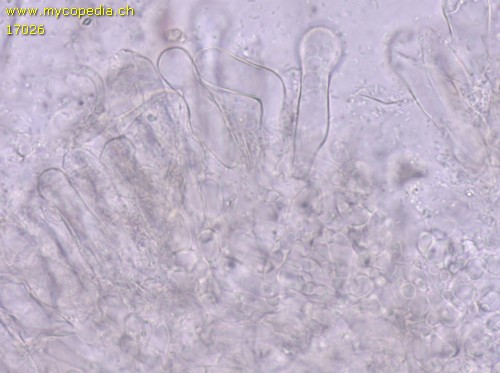 Candolleomyces typhae - 