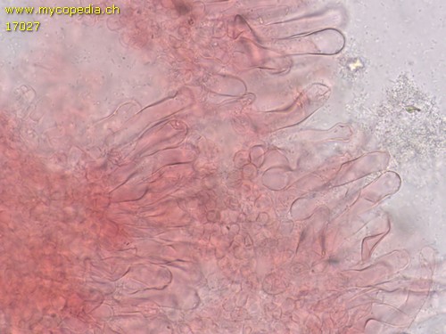 Candolleomyces typhae - 