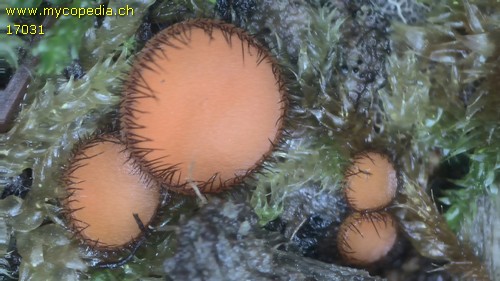 Scutellinia scutellata - 