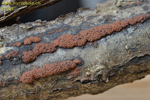 Hypoxylon rubiginosum - 