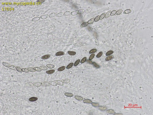 Hypoxylon rubiginosum - 