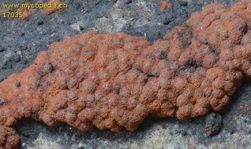 Hypoxylon rubiginosum - 