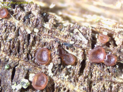 Orbilia eucalypti - 