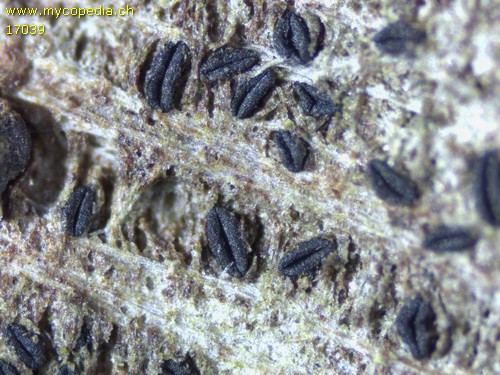 Hysterium angustatum - 