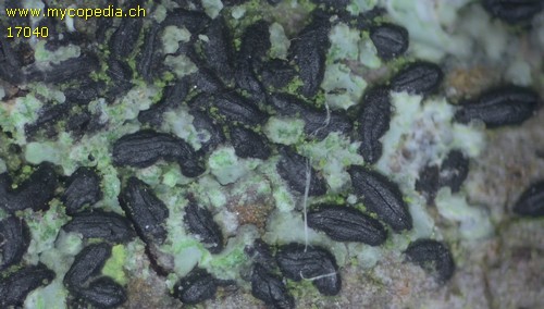 Hysterium angustatum - 