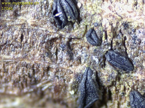 Hysterium angustatum - 