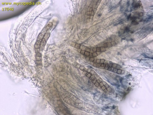 Hysterium angustatum - Asci - Wasser  - 