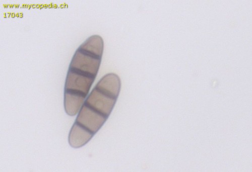 Hysterium angustatum - 