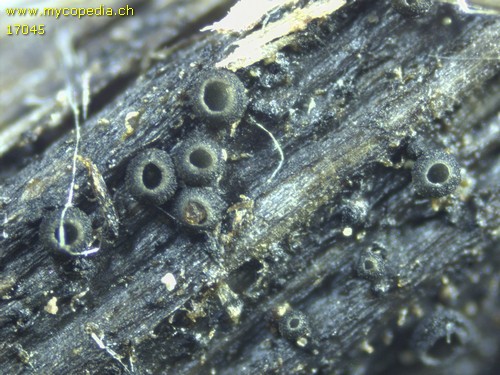 Pyrenopeziza pulveracea - 