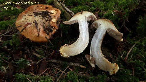 Cortinarius glaucopus - 