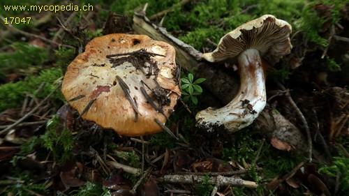 Cortinarius glaucopus - 