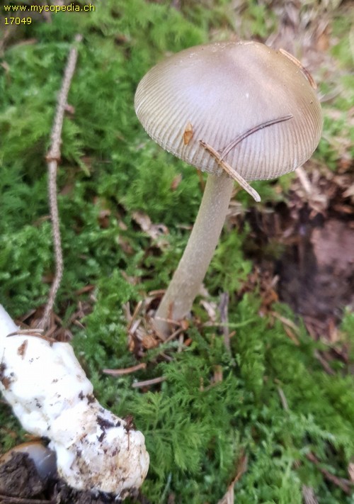 Amanita pachyvolvata - 