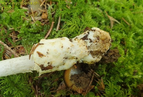 Amanita pachyvolvata - 