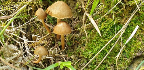 Inosperma cervicolor - 