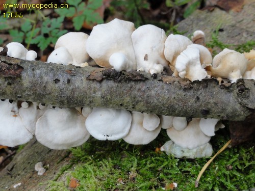 Crepidotus lundellii - 