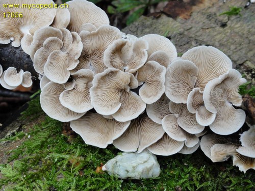Crepidotus lundellii - 