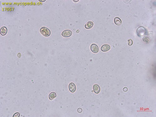 Crepidotus lundellii - 