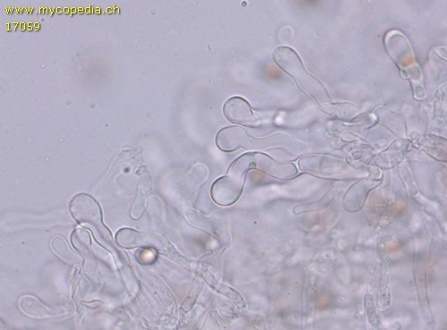 Crepidotus lundellii - Cheilozystiden - 
