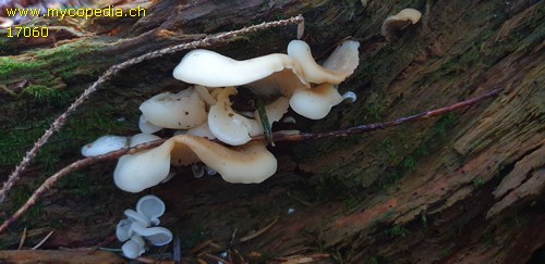 Crepidotus applanatus - 
