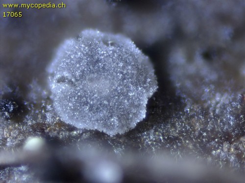Myxarium crystallinum - 