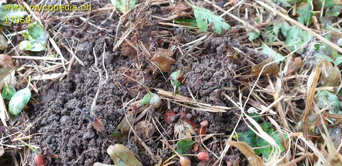 Xylaria oxyacanthae - 