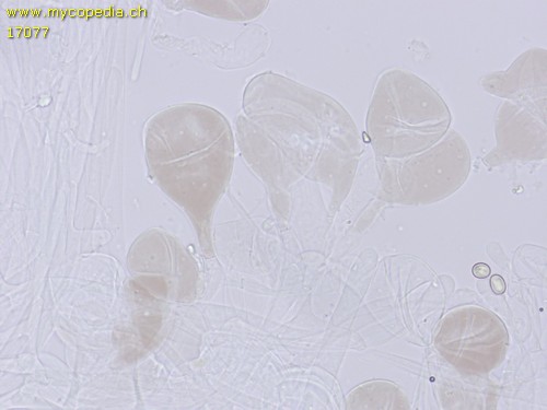 Pluteus nanus - 