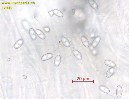 Otidea concinna - 