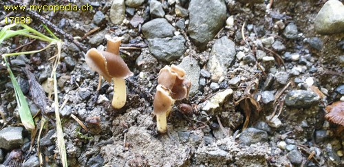 Helvella sublicia - 