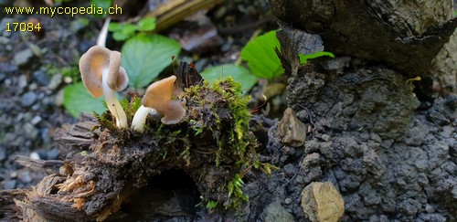 Helvella sublicia - 