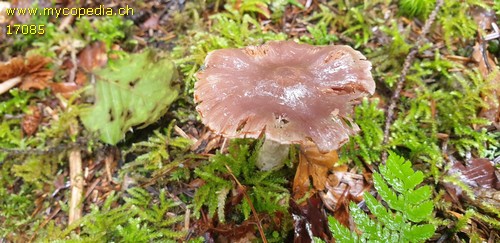 Cortinarius biformis - 