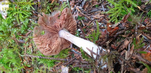 Cortinarius biformis - 