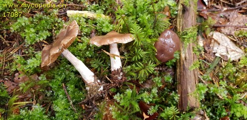 Cortinarius biformis - 