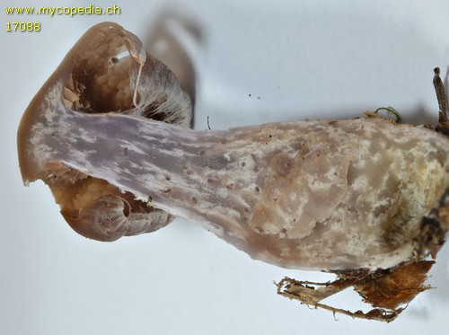Cortinarius biformis - 
