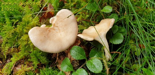 Infundibulicybe gibba - 