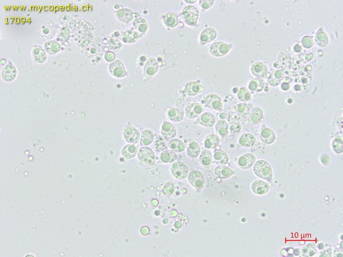 Infundibulicybe gibba - Spore/n - Wasser  - 