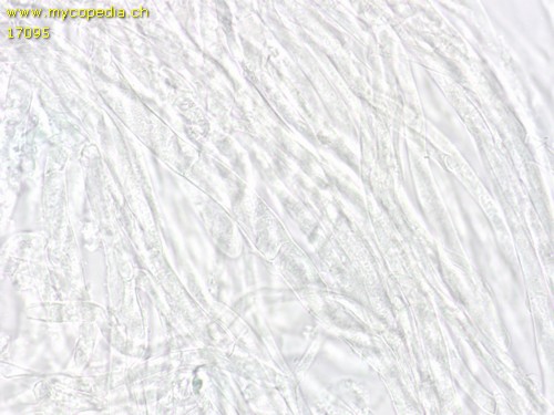 Infundibulicybe gibba - 