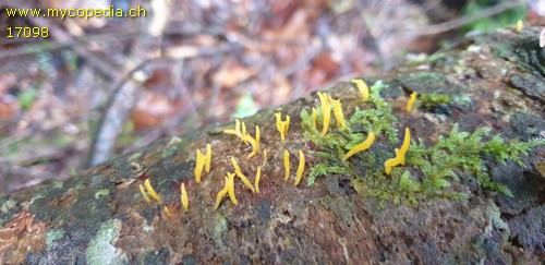 Calocera cornea - 