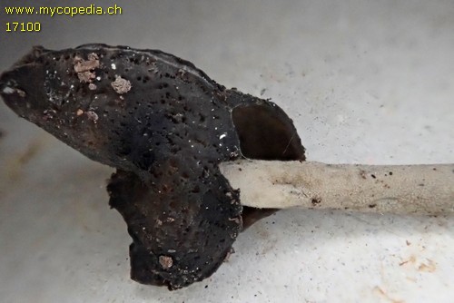 Helvella atra - 