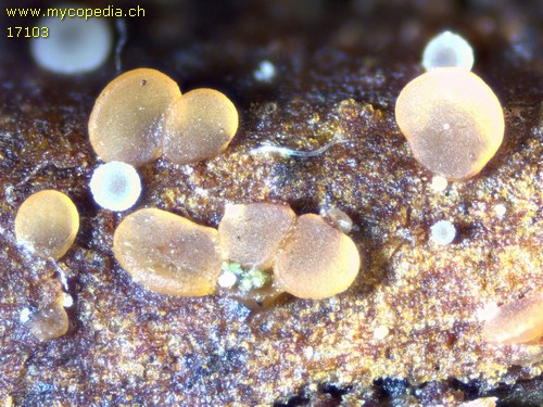 Orbilia eucalypti - 