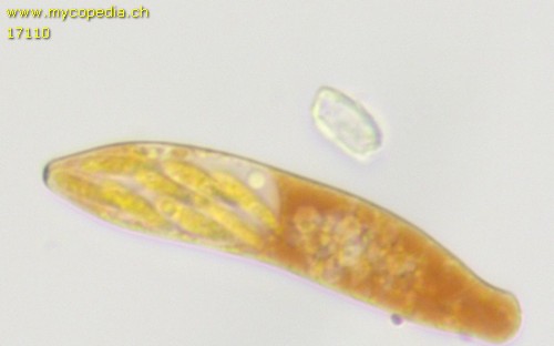 Pyrenopeziza - 