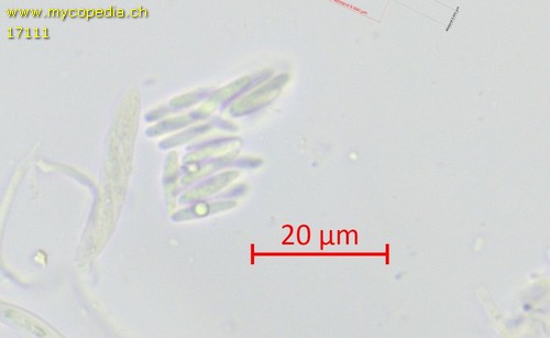Pyrenopeziza - 