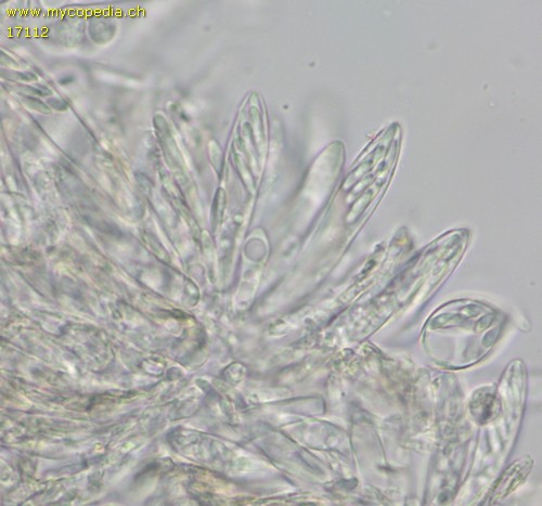 Pyrenopeziza - 
